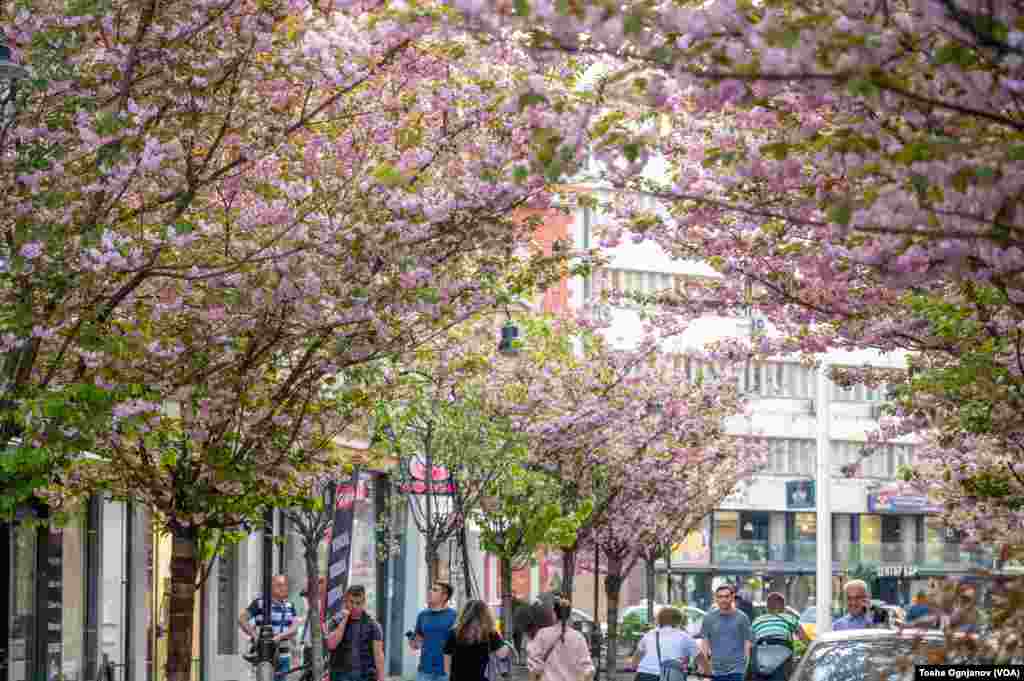 Cherry Blossom in Skopje, North Macedonia