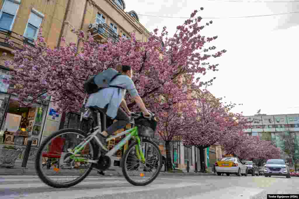 Cherry Blossom in Skopje, North Macedonia