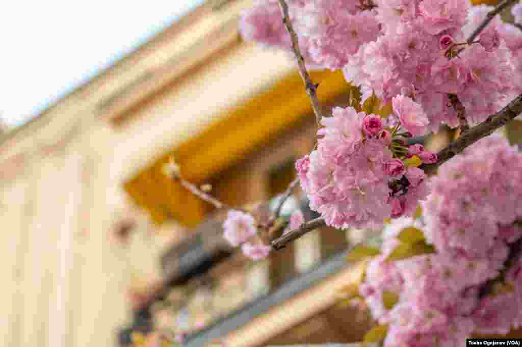 Cherry Blossom in Skopje, North Macedonia