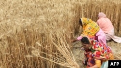 印度妇女在收割小麦。（2022年4月12日）
