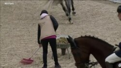 Horse Manure Transformed to Heat and Light