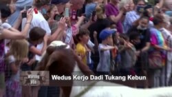 Kampung Amerika: Wedus Dadi Tukang Kebon