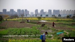上海居民楼建筑工地附近的农田（2016年3月21日）
