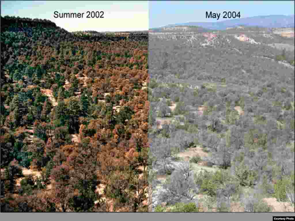 Scientists seek more data to better predict climate impacts on this pinyon pine grove in New Mexico and forests elsewhere around the globe. Photo credit: Craig Allen, USGS