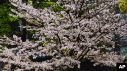A woman wearing a protective mask to help curb the spread of the coronavirus takes photos as cherry blossoms are falling Wednesday, March 31, 2021, in Tokyo. The Japanese capital confirmed more than 410 new coronavirus cases on Wednesday. (AP Photo…