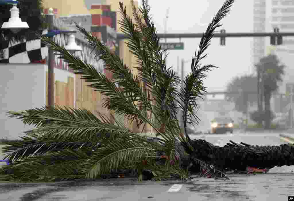 Sebuah kendaraan mendakati sebuah pohon palem yang tumbang diterjang Badai Matthew di Daytona Beach, Florida.&nbsp; Kekuatan Badai Matthew melemah menjadi Kategori 3 dalam semalam, sejak pusat badai, atau mata badai, berada di lepas pantai Jum&rsquo;at pagi dan bergerak ke atas di sepanjang garis pantai.