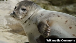 Anjing-anjing laut mampu tertidur hanya dengan separuh otak mereka dalam keadaan tidak sadar (foto: ilustrasi). 