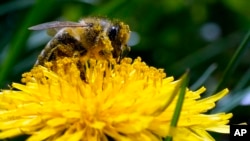 A bee searches for pollen on a flower during a sunny spring day in Belgrade, Serbia, Friday, April 8, 2022. A study published in the journal Nature on April 20, 2022 says habitat loss from big agriculture and climate change are combining to threaten the world's insects. 