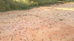 Scientists: Less Food for People as Global Warming Makes Insects Eat More