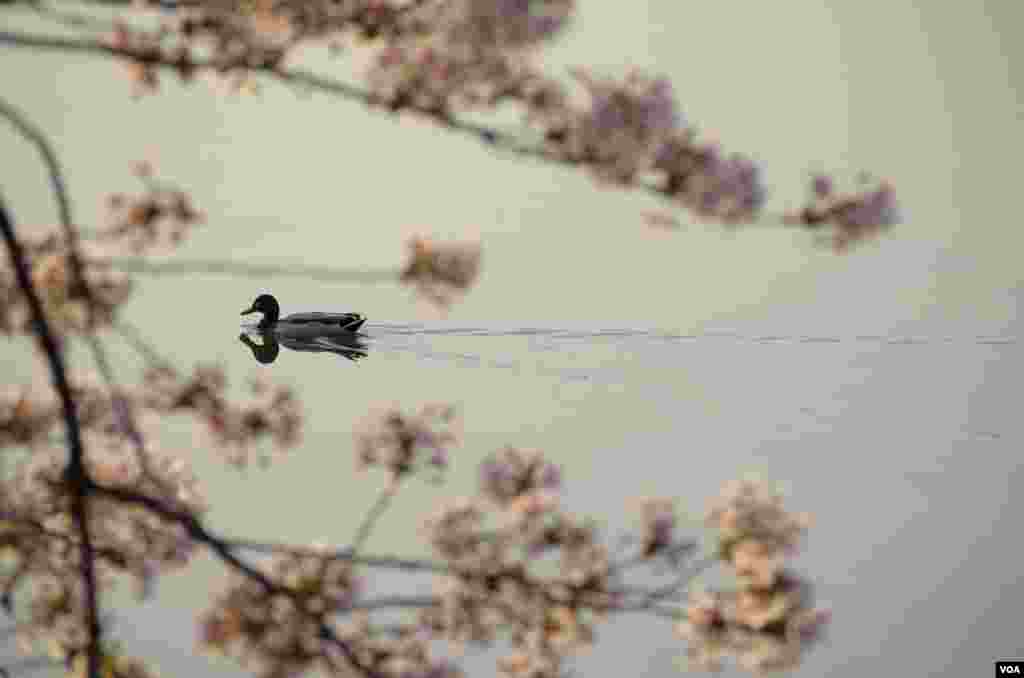 Seekor bebek berenang di pagi hari di Tidal Basin, Washington, DC, 13 April 2014. (Elizabeth Pfotzer/VOA)