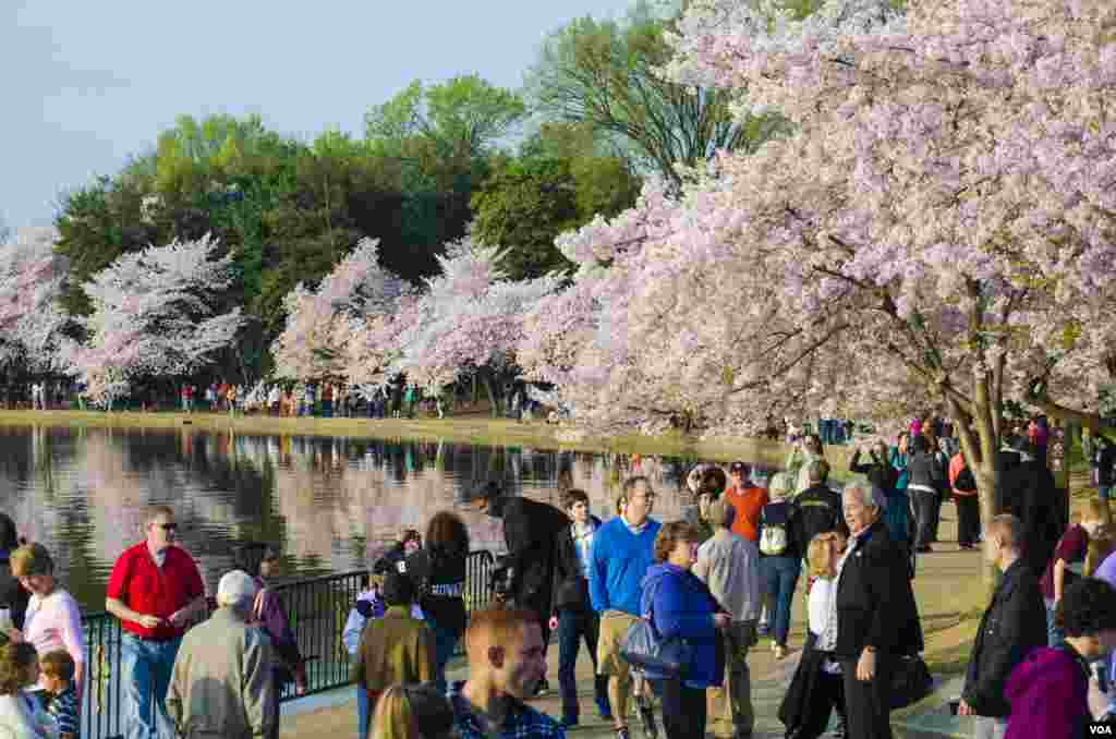 Kerumunan orang menikmati bunga sakura yang sedang merekah atau terkenal dengan sebutan cherry blossom, hadiah dari Jepang 102 tahun yang lalu, Tidal Basin, Washington, DC, 13 April 2014. (Elizabeth Pfotzer/VOA)