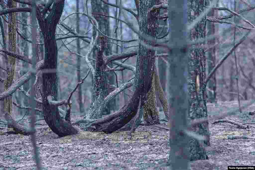 Пожари Малешевија / Wildfires in North Macedonia