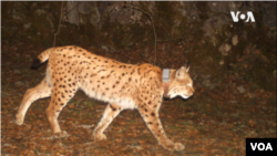 Седумдесет отсто од популацијата на балканскиот рис се наоѓа на македонска страна и најмногу го има во западниот дел на државата