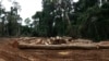 FILE - Logs are lined up on the ground in a logging yard near the Campo Ma'an National Park, to be transported out of the forest, in Cameroon, Oct. 8, 2022.