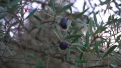 Pemanfaatan Biji Zaitun untuk Bahan Bakar Pesawat 