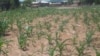 Dry Spell Caused by Tropical Cyclone Funso Devastates Zimbabwe Crops