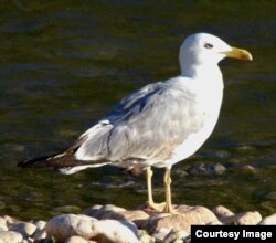 Galeb (Foto: Dražen Kotrošan)