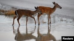 Rusa berekor putih di Florida Keys yang semakin terancam habitatnya akibat perubahan iklim dan naiknya permukaan laut (foto: dok). 