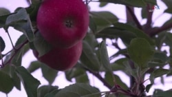 Գիտությունն ընդդեմ սննդային թափոնների