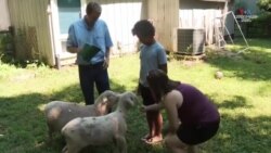 Ոչխարները` որպես խոտհարներ