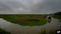 دورنمایی از یک جنگل در آسام در شمال شرقی هند - آرشیو