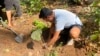 This food forest in the grounds of a school in Mumbai has been planted by 'The Turning Tide', a voluntary environmental group in Mumbai to compensate for the city's disappearing green cover. 