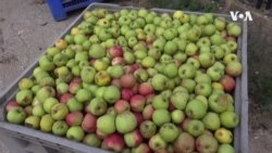 Забрана за преспанските јаболка во Русија