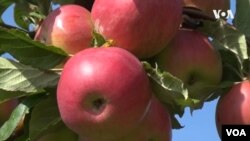 Не само Преспа како општина што ќе има сериозни губитоци, губитоците ќе бидат преголеми и за државата, вели Љубе Пампулески од преспанското здружение на овоштарите