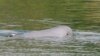 FILE - A Mekong River dolphin appears on the Mekong River at Kampi village, Kratie province, northeast of Phnom Penh, Cambodia, on March 17, 2009.
