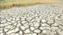 Intrusi Air Laut Ancam Tanaman Padi di Wilayah Pesisir