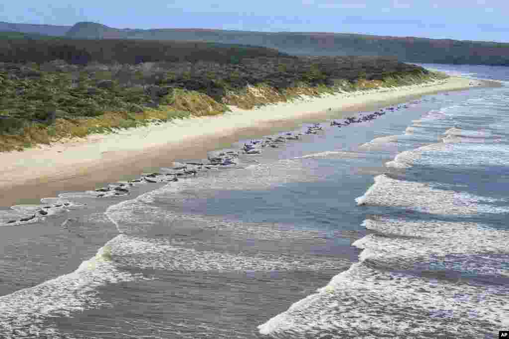 Whales stranded on Ocean Beach at Macquarie Harbor on the west coast of Tasmania of Australia, Sept. 21, 2022.