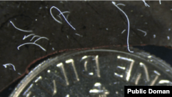 Bakterija Thiomargarita magnifica