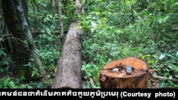 ទិដ្ឋភាពនៃការកាប់ព្រៃឈើ​នៅក្នុង​ដែន​ជម្រក​សត្វ​ព្រៃ​ព្រះ​រកា​ក្នុង​ខេត្ត​ព្រះ​វិហារ។ (រូបថតដោយសហគមន៍​ជន​ជាតិ​ដើម​ភាគ​តិច​កួយ​ភូមិ​ប្រមេរុ​ )