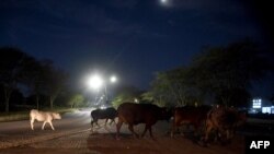 FILE - Cattle walk across a road in Gaborone, Botswana, April 5, 2020. The country will cull more than 10,000 cattle in the northeast in an effort to fight foot-and-mouth disease.