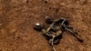 In this photo taken Wednesday, March 8, 2017, the carcass of a dead goat lies in the desert in a drought-stricken area near Bandar Beyla in Somalia's semiautonomous northeastern state of Puntland.