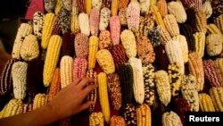 A farmer sells ears of corn. These different types of corn native to the Andes Mountains.