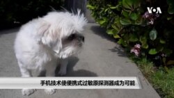 手机技术使便携式过敏原探测器成为可能