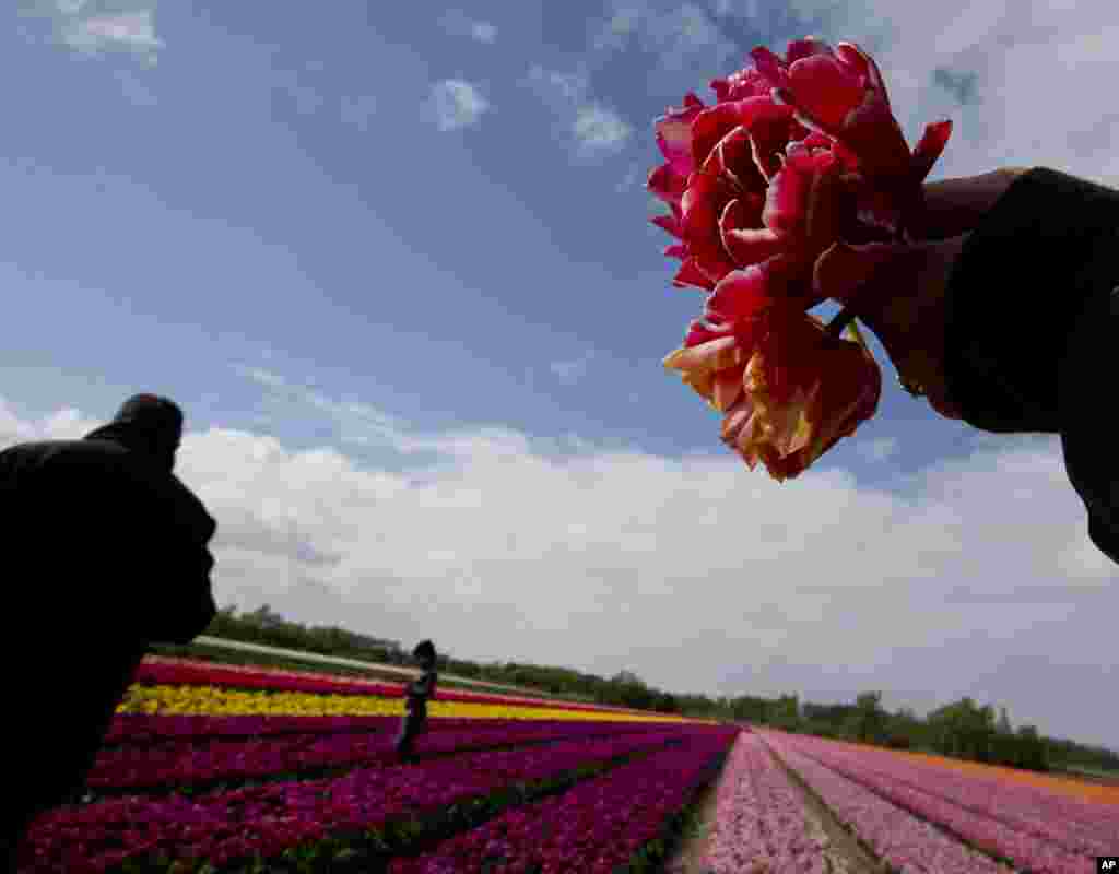 Para wisatawan, salah satunya memegang beberapa tangkai bunga yang dipetiknya, mengambil gambar perkebunan Tulip di dekat Lisse, Belanda barat. Arus wisatawan datang pada puncaknya pada sekitar akhir pekan perayaan Paskah di mana ribuan orang berbondong-bondong ke perkebunan tulip&nbsp; untuk mengagumi bunga-bunga tulip yang bermekaran yang kemudian akan meninggalkan umbi-umbinya untuk dipanen. &nbsp;