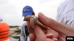 សត្វ​កន្ធាយ​ក្បាល​កង្កែប​ដែល​ស្ទើរតែ​ផុត​ពូជ​អស់​ទៅហើយ​ក្នុង​ពិភពលោក​និង​ក្នុង​ប្រទេស​កម្ពុជា។