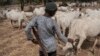 FILE - A Fulani boy herds cows in a field outside Kaduna, northwest Nigeria, Feb. 22, 2017. Long-standing tensions between herdsmen and farmers have flared up again.