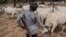 FILE - A Fulani boy herds cows in a field outside Kaduna, northwest Nigeria, Feb. 22, 2017. Long-standing tensions between herdsmen and farmers have flared up again.