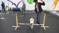 Warung VOA: Menyambut Musim Semi (2)