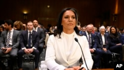 Тулси Габбард на слушаниях в Комитете Саната по разведке. 30 января 2025 года. (AP Photo/John McDonnell).