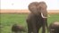 DNA Samples Help Fight Illegal Ivory Trade