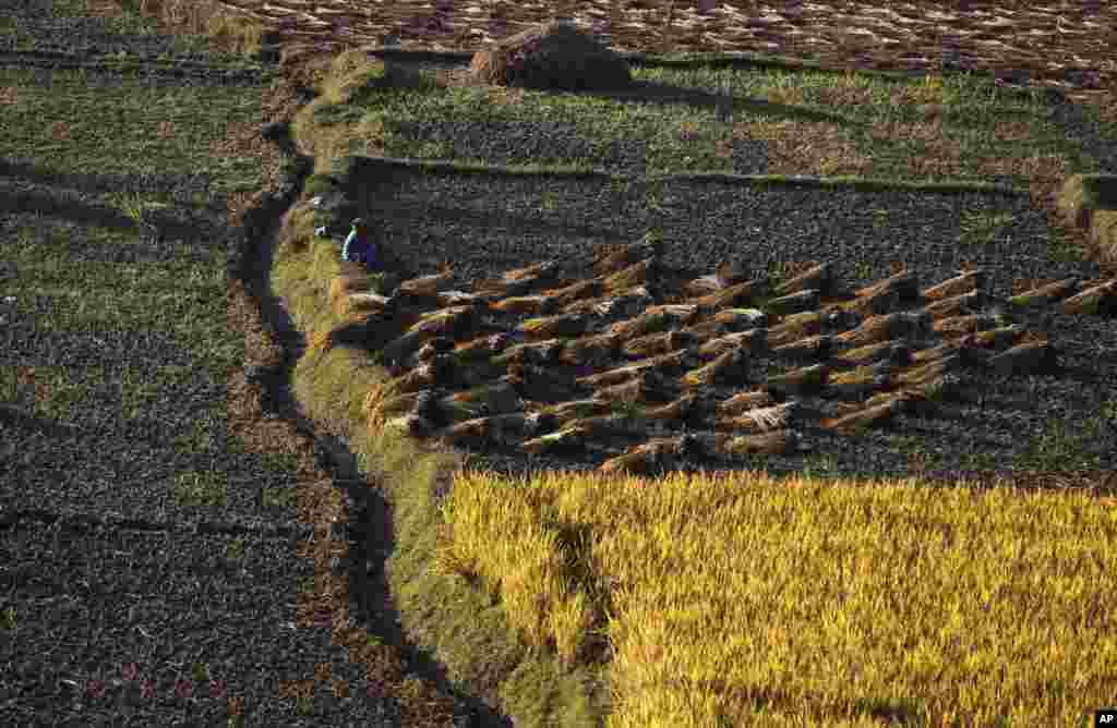 Seorang petani Nepal istirahat pada saat panen padi di Chunnikhel, pinggiran Kathmandu, Nepal.