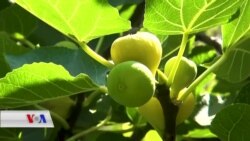 Hecîrên Tamxweş yên Herêma Sertekî Bemo