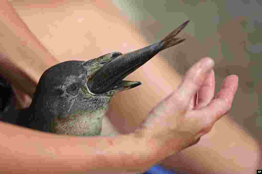 Seorang aktivis lingkungan memberi makan anak penguin yang ditinggalkan induknya di kota Cape Town, Afrika Selatan. 