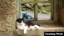 گربه ها بیش از پنج هزار سال پیش به دست انسان اهلی شدند و به خانه های مردم راه پیدا کردند.