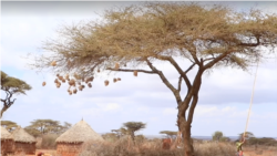 Gabaasa guutuu caqasaa