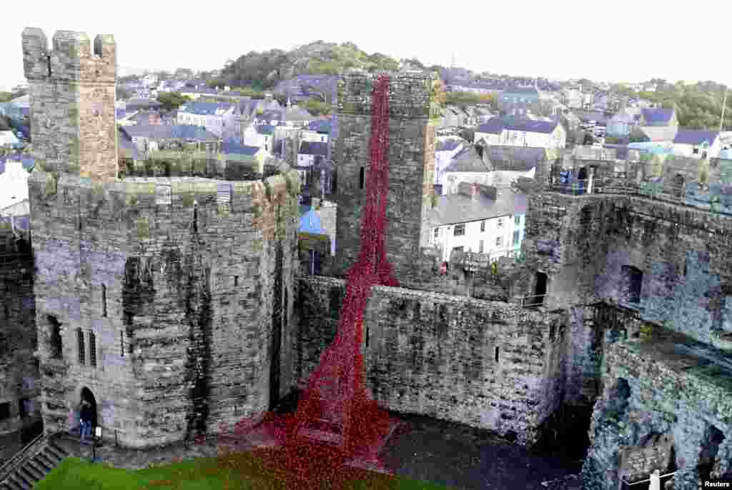 Karya seniman Paul Cummins &#39;Weeping Window&#39; yang dibuat dari bunga opium (poppy) warna merah menghiasi kastil Caernarfon di Wales.
